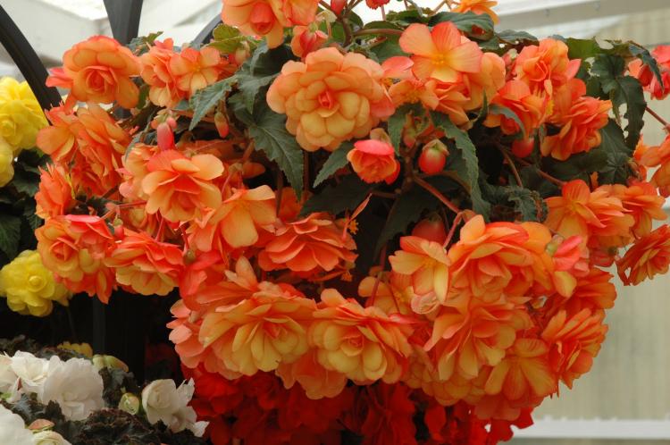 Begonia - foto Begonia - foto