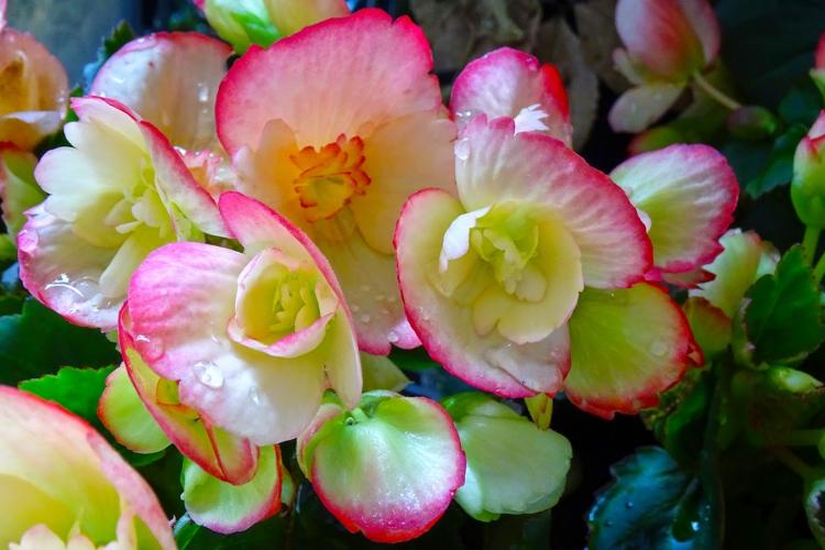 Begonia - foto Begonia - foto