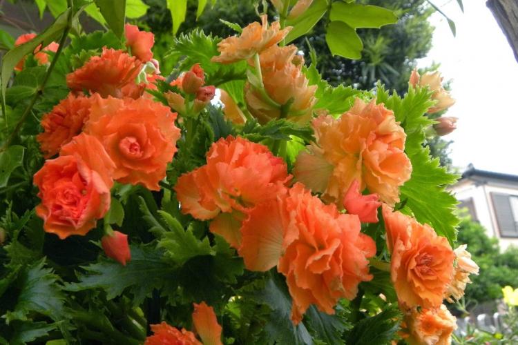 Begonia - foto Begonia - foto