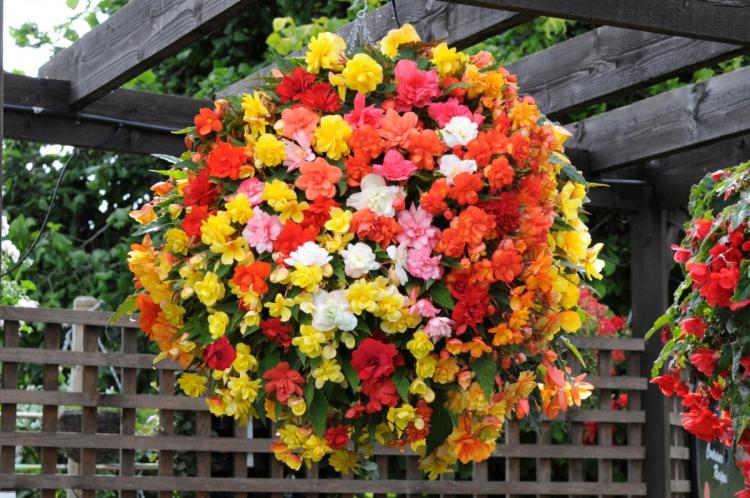 Begonia - foto Begonia - foto