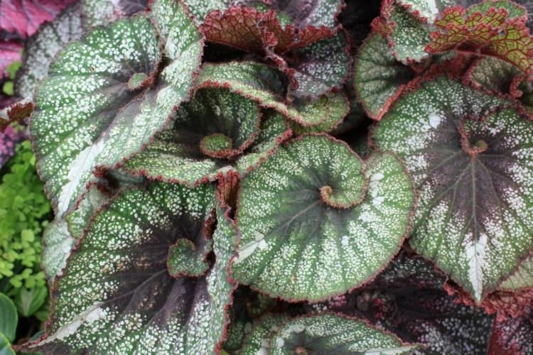 Begonia - foto Begonia - foto