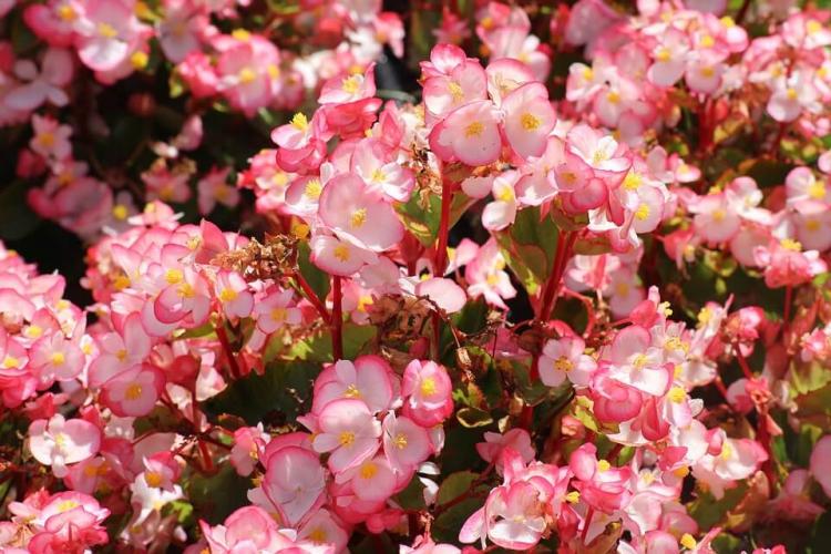 Begonia - foto Begonia - foto