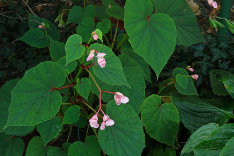 Begonia - foto Begonia - foto