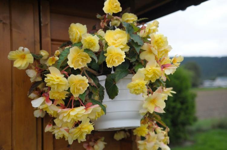 Begonia - foto Begonia - foto