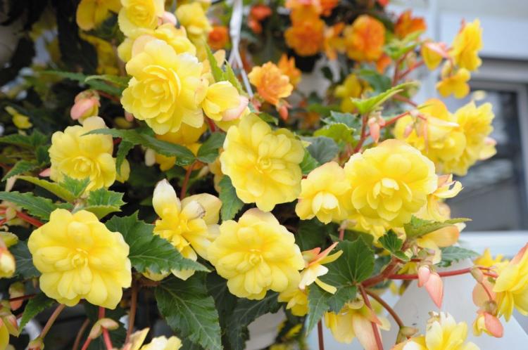 Begonia - foto Begonia - foto