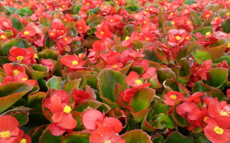Begonia - foto Begonia - foto