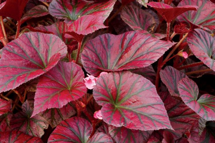 Begonia - foto Begonia - foto