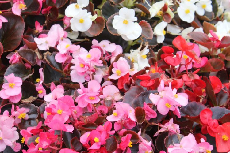 Begonia - foto Begonia - foto