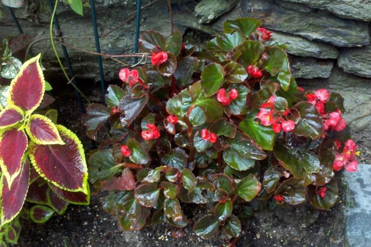 Begonia - foto Begonia - foto