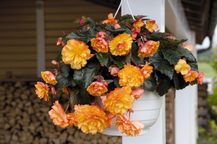 Begonia - foto Begonia - foto