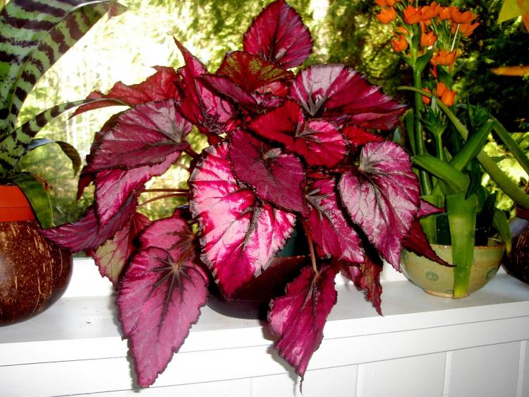 Begonia - foto Begonia - foto