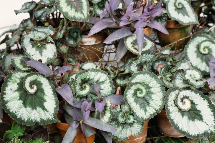 Begonia - foto Begonia - foto