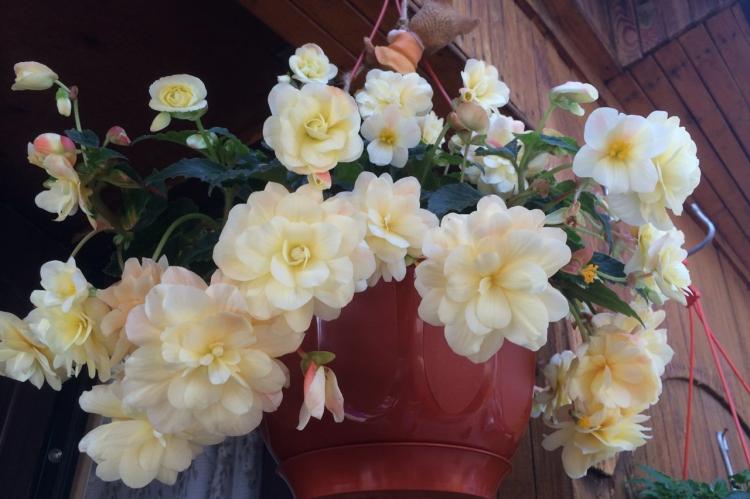 Begonia - foto Begonia - foto