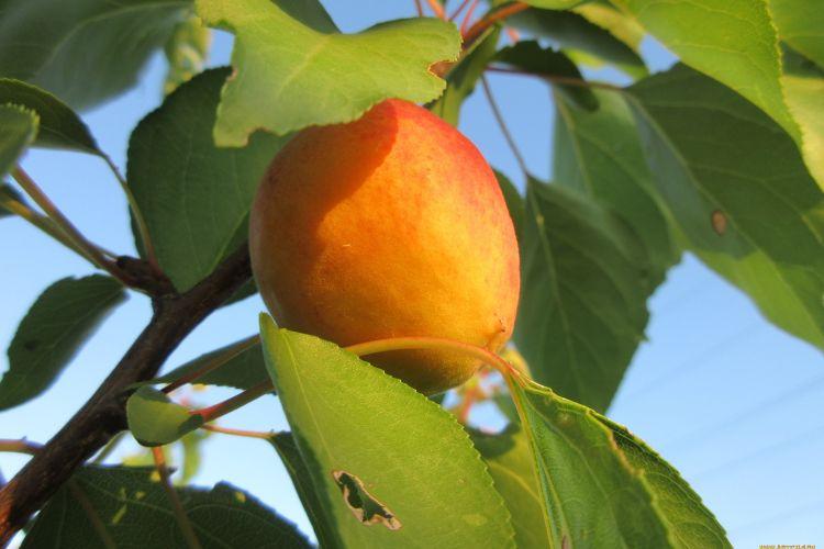 Apricot leaf diseases: descriptions with photos, treatment