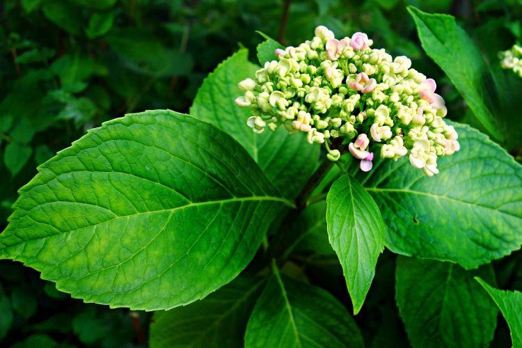 Hydrangea leaf diseases: descriptions with photos, treatment