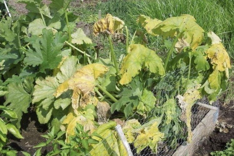 Zvinutie listov - Choroby listov v cukete Zvinutie listov - Choroby listov v cukete