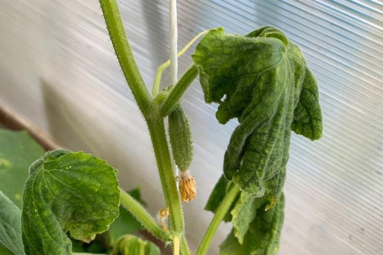 Fusarium - Choroby uhoriek, popis s fotografiami a liečba Fusarium - Choroby uhoriek, popis s fotografiami a liečba