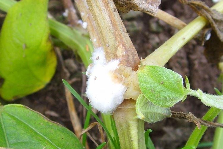 Sklerotinia - choroby uhoriek, popis s fotografiami a liečba Sklerotinia - choroby uhoriek, popis s fotografiami a liečba