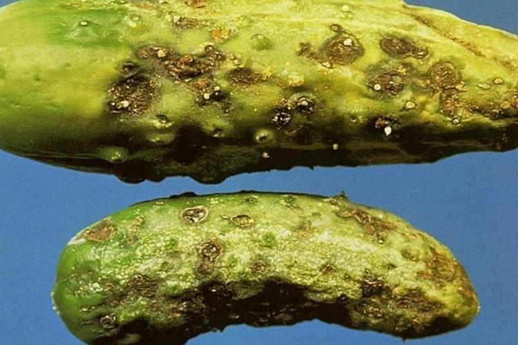 Cladosporióza - Choroby uhoriek, popis s fotografiami a liečba Cladosporióza - Choroby uhoriek, popis s fotografiami a liečba