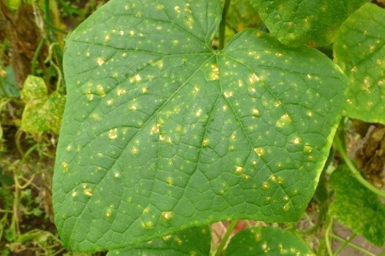 Peronosporóza - choroby uhoriek, popis s fotografiami a liečba Peronosporóza - choroby uhoriek, popis s fotografiami a liečba