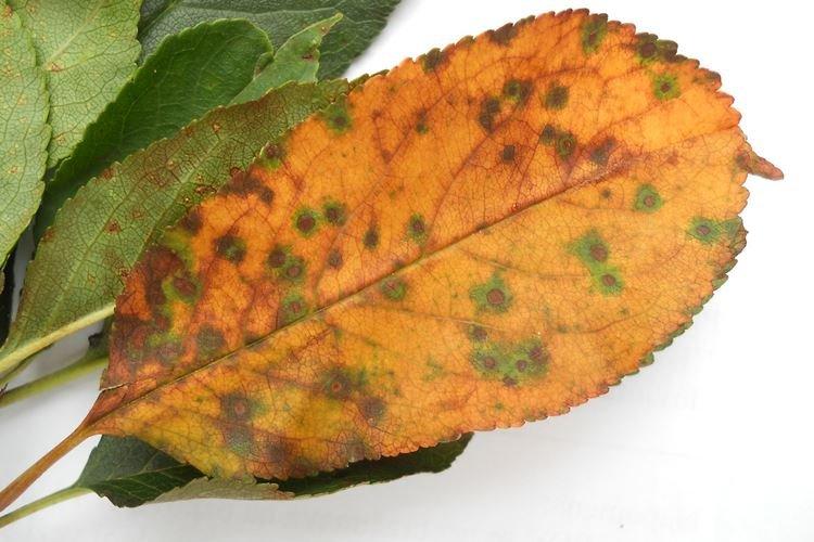 Coccomycosis - choroby čerešní, popis s fotografiami a liečba Coccomycosis - choroby čerešní, popis s fotografiami a liečba