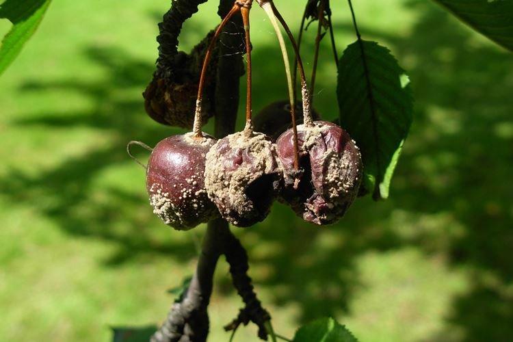 Anthracnose - choroby čerešní, popis s fotografiami a liečba Anthracnose - choroby čerešní, popis s fotografiami a liečba
