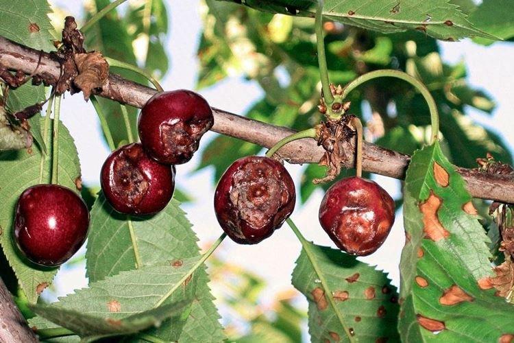 Chrasta - Choroby čerešní, popis s fotografiami a liečba Chrasta - Choroby čerešní, popis s fotografiami a liečba