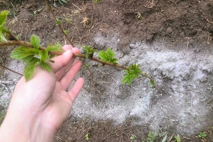 Kŕmenie popola - Ako kŕmiť maliny na jar Kŕmenie popola - Ako kŕmiť maliny na jar