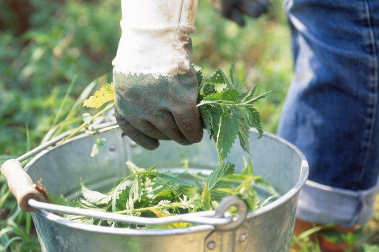 Vrchný dresing so žihľavou - Ako nakŕmiť na jar maliny Vrchný dresing so žihľavou - Ako nakŕmiť na jar maliny