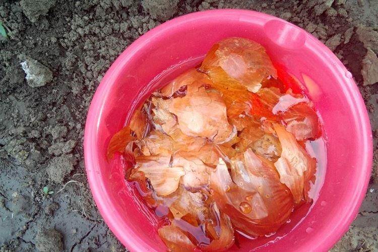 Cibulová kôra na dressing - Ako nakŕmiť maliny na jar Cibulová kôra na dressing - Ako nakŕmiť maliny na jar