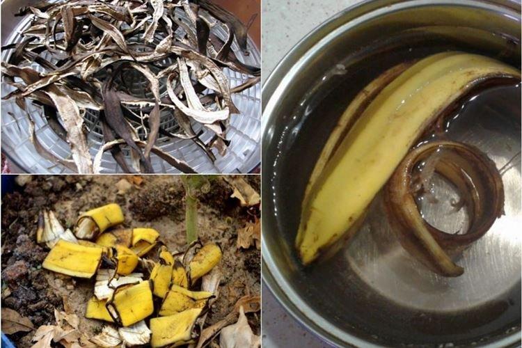 Kŕmenie banánovou šupkou - Ako kŕmiť maliny na jar Kŕmenie banánovou šupkou - Ako kŕmiť maliny na jar