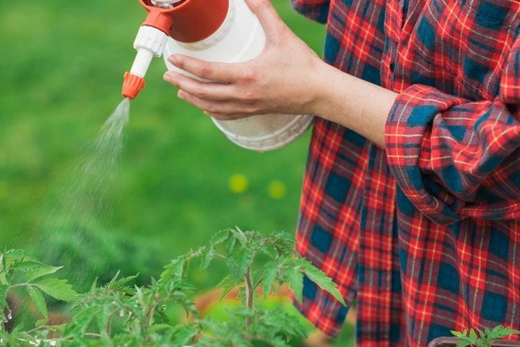 Top dressing s amoniakom - Ako nakŕmiť maliny na jar Top dressing s amoniakom - Ako nakŕmiť maliny na jar