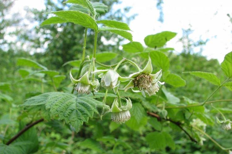 Počas pučania - Ako kŕmiť maliny na jar pre dobrú úrodu Počas pučania - Ako kŕmiť maliny na jar pre dobrú úrodu