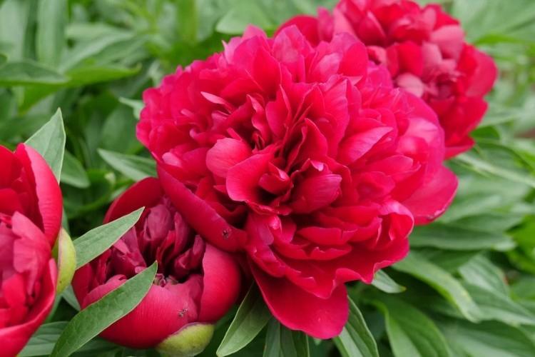 How to feed peonies in spring for lush flowering