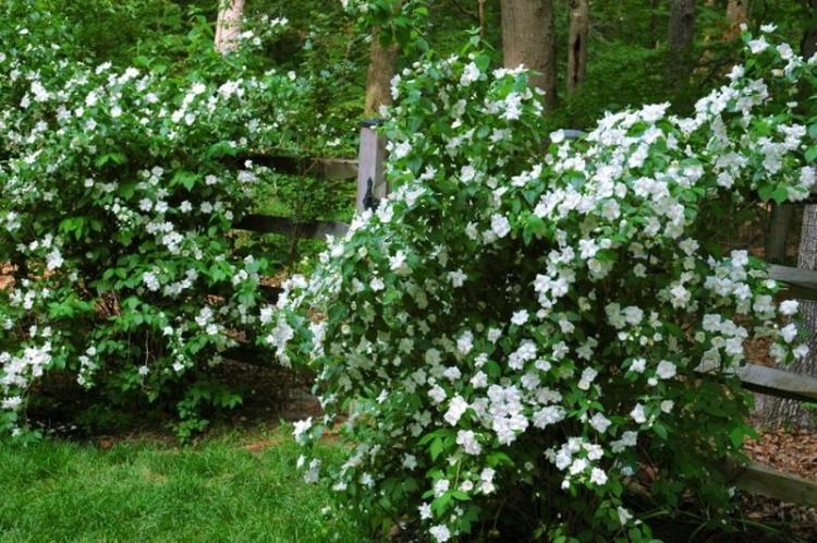 Osvetlenie - starostlivosť o Chubushnik Osvetlenie - starostlivosť o Chubushnik