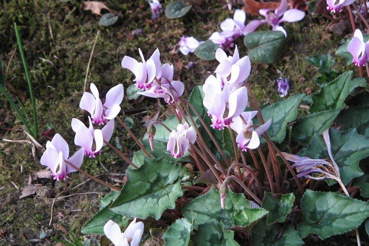 Ivy Cyclamen - druhy cyklámenu Ivy Cyclamen - druhy cyklámenu