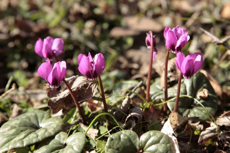 Colchis Cyclamen - druhy cyklámenu Colchis Cyclamen - druhy cyklámenu