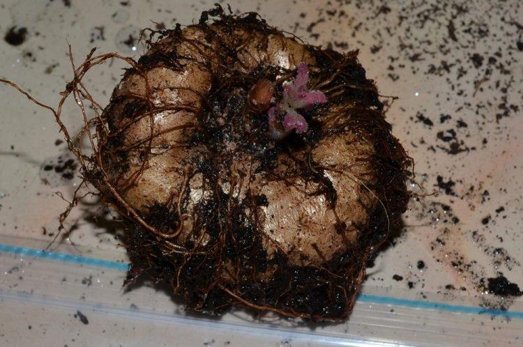 Transplantácia a reprodukcia - starostlivosť o cyklámeny Transplantácia a reprodukcia - starostlivosť o cyklámeny