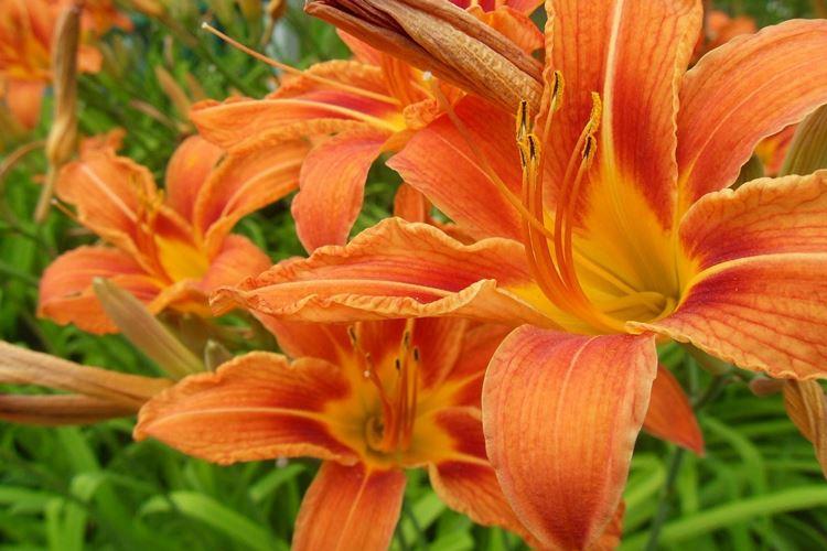 Flowers similar to lilies: names and photos (catalog)