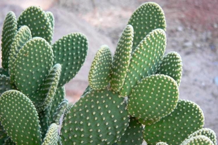 Opuntia - druhy domácich kaktusov Opuntia - druhy domácich kaktusov