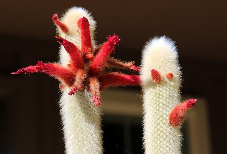 Straussov Cleistocactus - druhy domácich kaktusov Straussov Cleistocactus - druhy domácich kaktusov