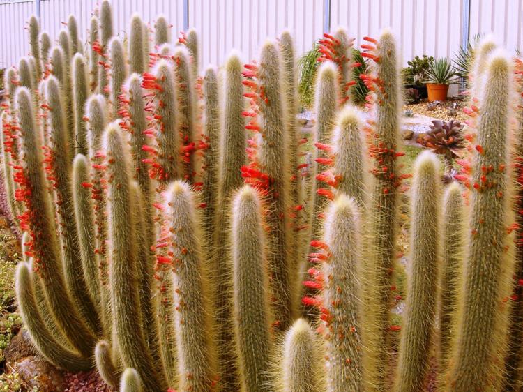Straussov Cleistocactus - druhy domácich kaktusov Straussov Cleistocactus - druhy domácich kaktusov