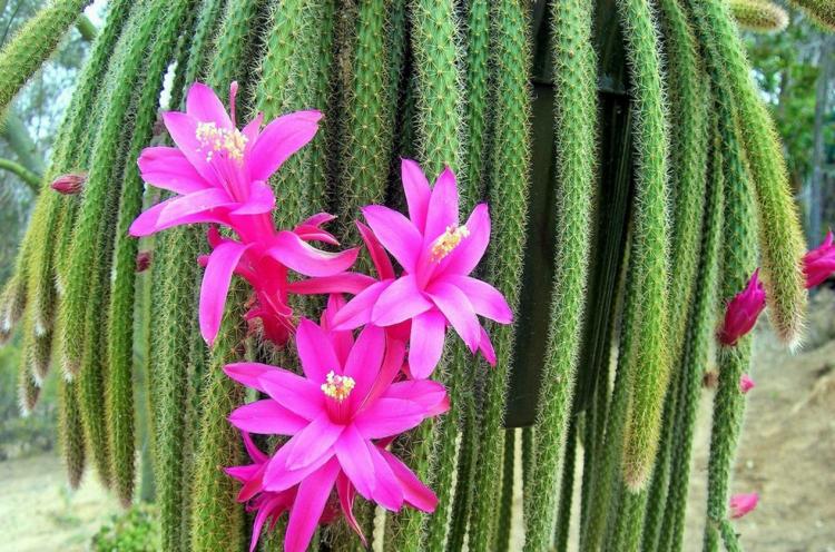 Aporocactus - Druhy domácich kaktusov Aporocactus - Druhy domácich kaktusov