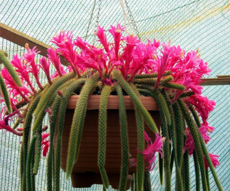 Aporocactus - Druhy domácich kaktusov Aporocactus - Druhy domácich kaktusov