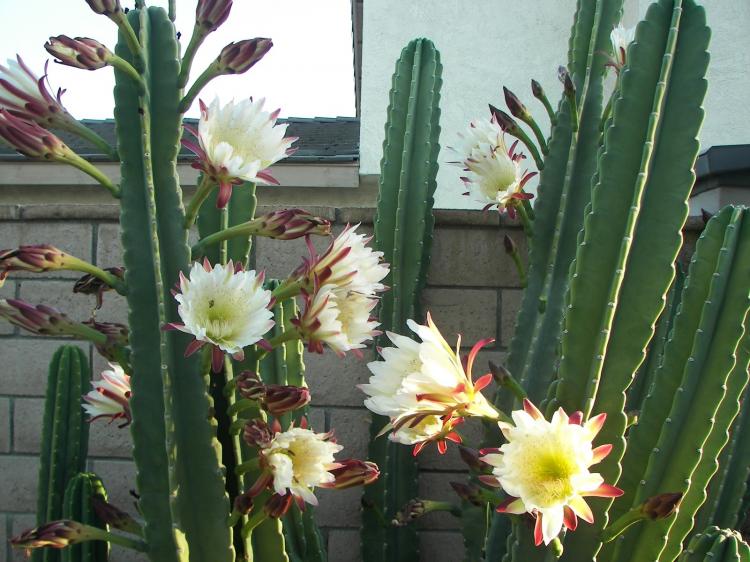 Cereus - Druhy domácich kaktusov Cereus - Druhy domácich kaktusov