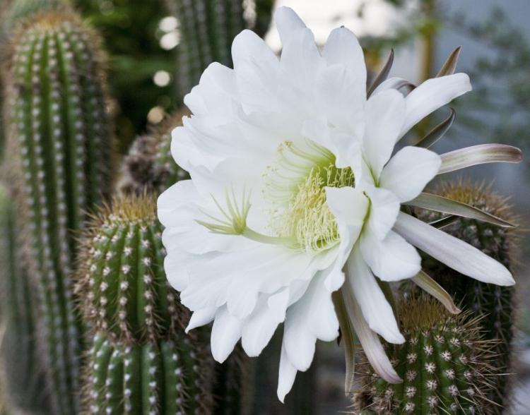 Trichocereus - Druhy domácich kaktusov Trichocereus - Druhy domácich kaktusov