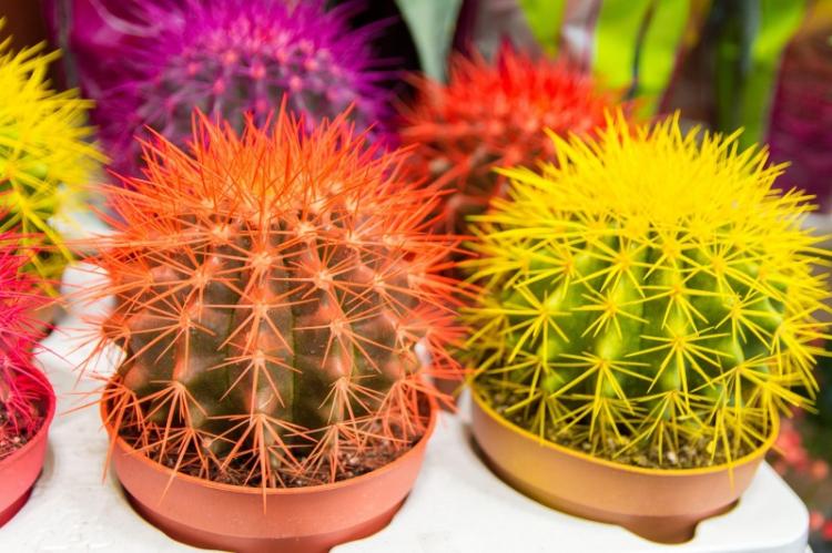 Rainbow Echinocactus - druhy domácich kaktusov Rainbow Echinocactus - druhy domácich kaktusov
