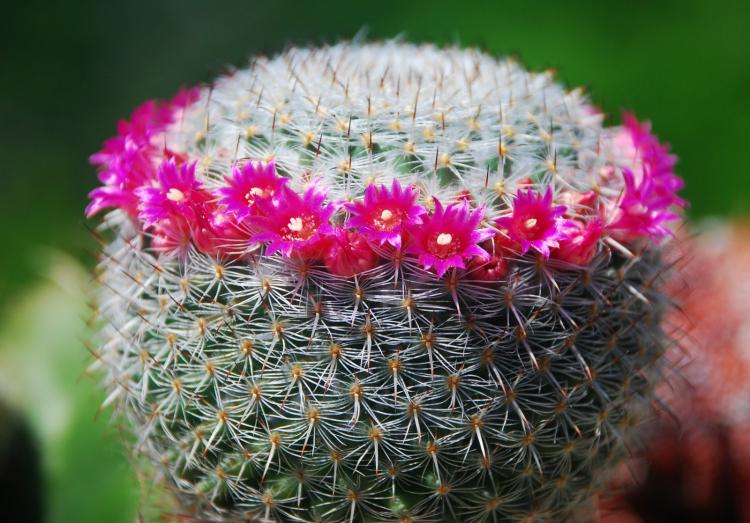 Mammillaria - druhy domácich kaktusov Mammillaria - druhy domácich kaktusov