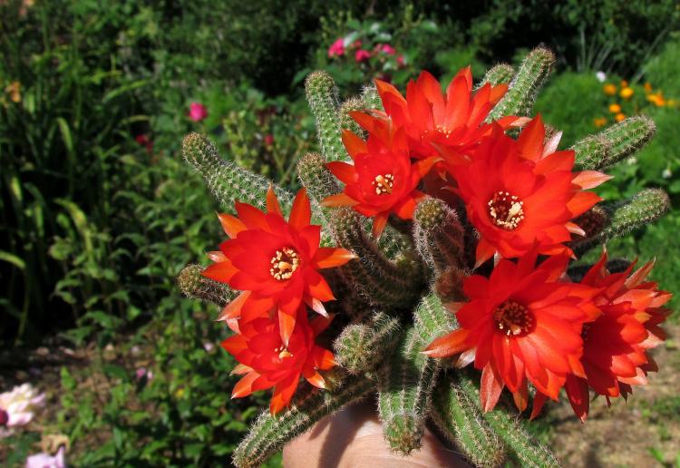 Chamecereus Silvestri - Druhy domácich kaktusov Chamecereus Silvestri - Druhy domácich kaktusov