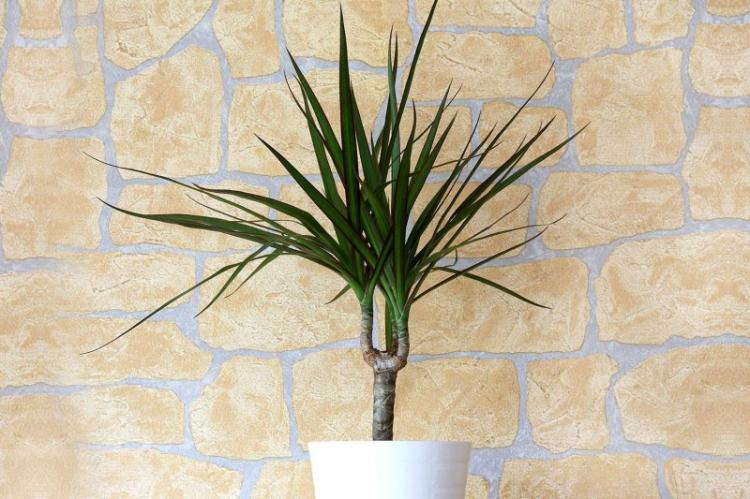 Dracaena (70 fotografií): typy a vlastnosti starostlivosti Dracaena (70 fotografií): typy a vlastnosti starostlivosti